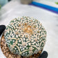 Astrophytum V-Type (#T1G7) | Las Vegas Plant Seller | 3" Pot