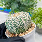 Astrophytum V-Type (#T1G7) | Las Vegas Plant Seller | 3" Pot