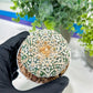 Astrophytum V-Type (#T1G7) | Las Vegas Plant Seller | 3" Pot