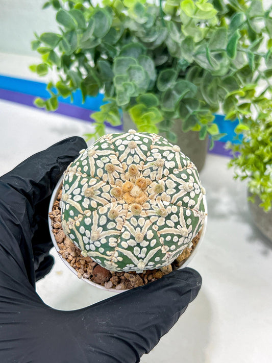 Astrophytum V-Type (#T1G7) | Las Vegas Plant Seller | 3" Pot
