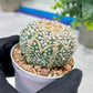 Astrophytum V-Type (#T1G7) | Las Vegas Plant Seller | 3" Pot