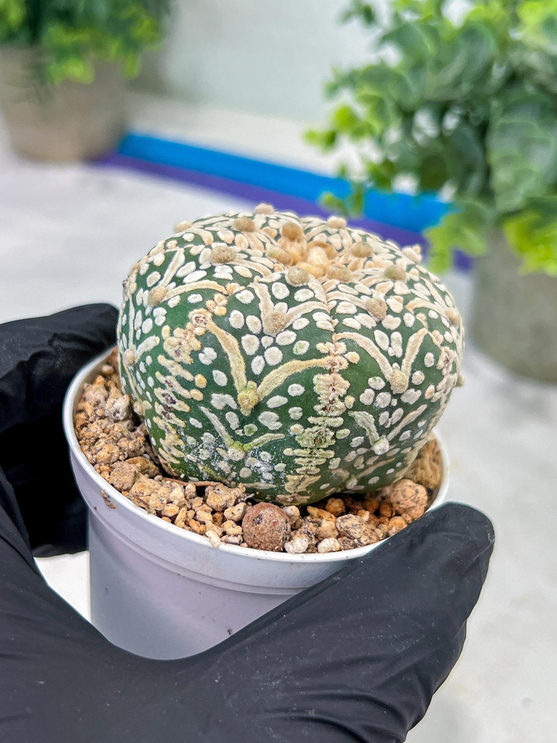Astrophytum V-Type (#T1G7) | Las Vegas Plant Seller | 3" Pot