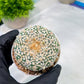 Astrophytum V-Type (#T1G7) | Las Vegas Plant Seller | 3" Pot