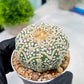 Astrophytum V-Type (#T1G7) | Las Vegas Plant Seller | 3" Pot