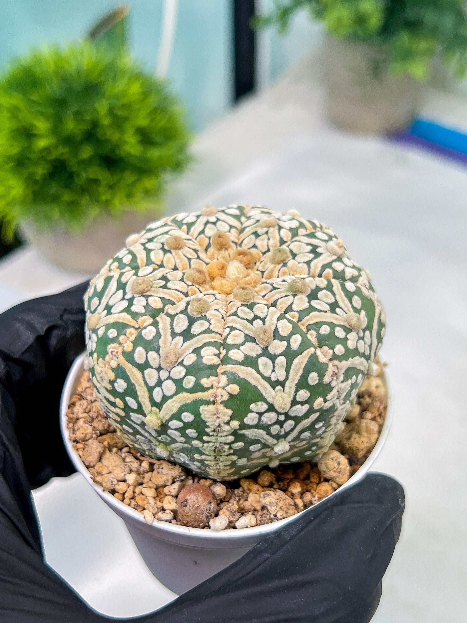 Astrophytum V-Type (#T1G7) | Las Vegas Plant Seller | 3" Pot