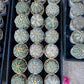 Custom Order- You'll receive the exact live plant (#T1R1) | USA Plant Seller | 3" Pot