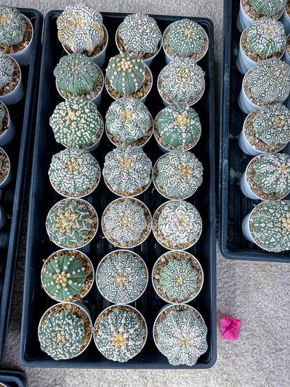 Custom Order- You'll receive the exact live plant (#T1R1) | USA Plant Seller | 3" Pot