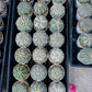 Custom Order- You'll receive the exact live plant (#T1R6) | USA Plant Seller | 3" Pot