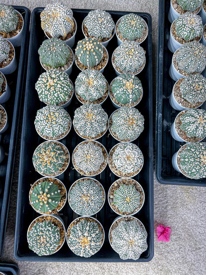 Custom Order- You'll receive the exact live plant (#T1R6) | USA Plant Seller | 3" Pot
