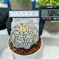 Custom Order- You'll receive the exact live plant (#T1R1) | USA Plant Seller | 3" Pot