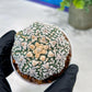 Custom Order- You'll receive the exact live plant (#T1R1) | USA Plant Seller | 3" Pot
