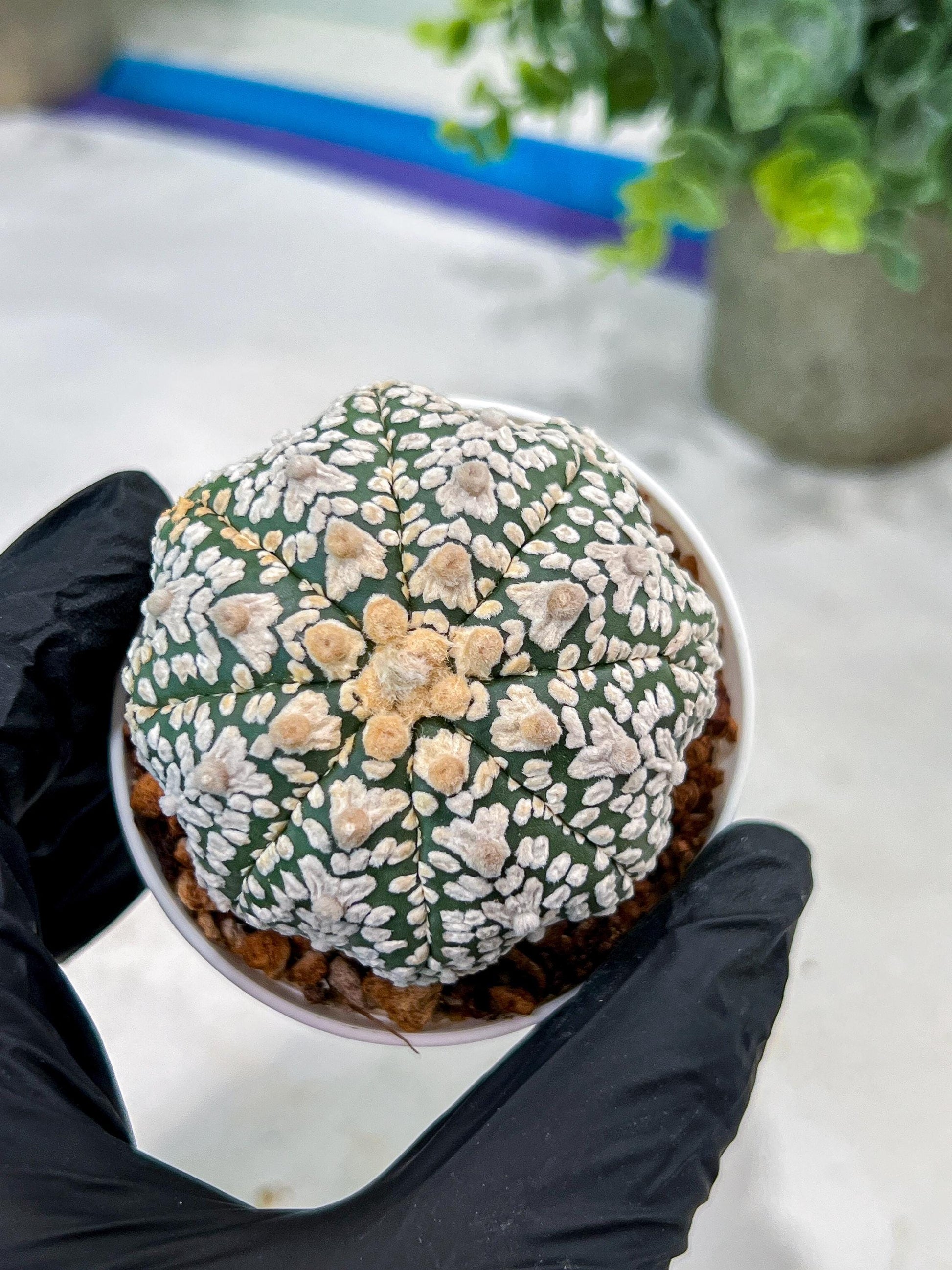Custom Order- You'll receive the exact live plant (#T1R1) | USA Plant Seller | 3" Pot