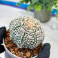 Custom Order- You'll receive the exact live plant (#T1R1) | USA Plant Seller | 3" Pot