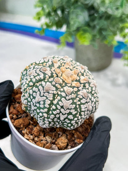 Custom Order- You'll receive the exact live plant (#T1R1) | USA Plant Seller | 3" Pot