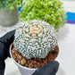 Custom Order- You'll receive the exact live plant (#T1R1) | USA Plant Seller | 3" Pot