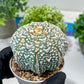 Custom Order- You'll receive the exact live plant (#T1R2) | USA Plant Seller | 3" Pot
