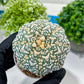 Custom Order- You'll receive the exact live plant (#T1R2) | USA Plant Seller | 3" Pot