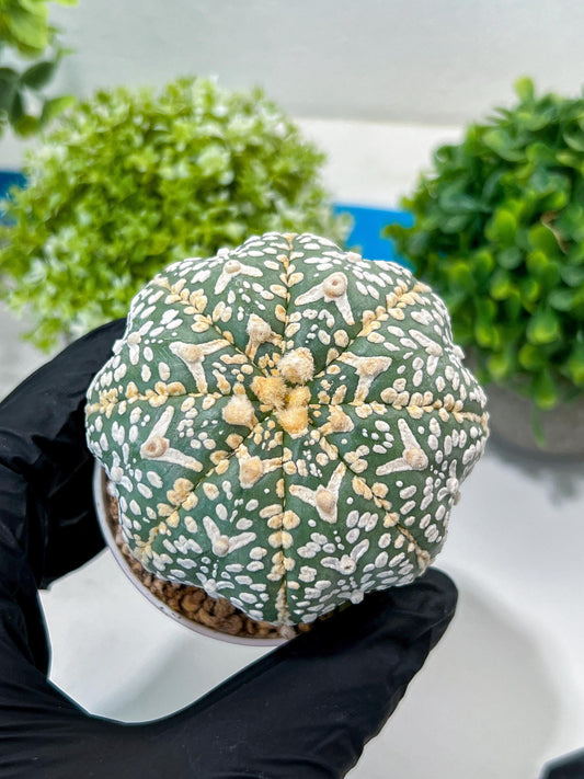 Custom Order- You'll receive the exact live plant (#T1R2) | USA Plant Seller | 3" Pot