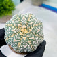 Custom Order- You'll receive the exact live plant (#T1R2) | USA Plant Seller | 3" Pot