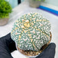 Custom Order- You'll receive the exact live plant (#T1R2) | USA Plant Seller | 3" Pot