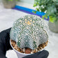 Custom Order- You'll receive the exact live plant (#T1R3) | USA Plant Seller | 3" Pot