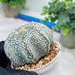 Custom Order- You'll receive the exact live plant (#T1R3) | USA Plant Seller | 3" Pot