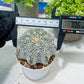 Custom Order- You'll receive the exact live plant (#T1R3) | USA Plant Seller | 3" Pot