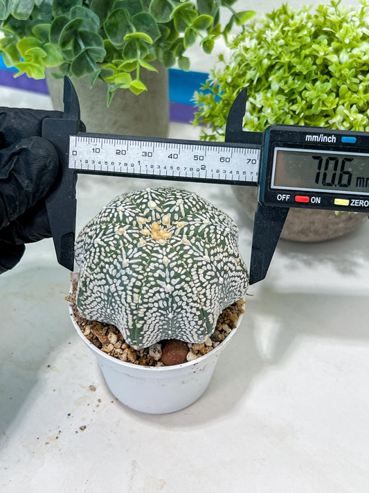 Custom Order- You'll receive the exact live plant (#T1R3) | USA Plant Seller | 3" Pot