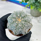 Custom Order- You'll receive the exact live plant (#T1R3) | USA Plant Seller | 3" Pot