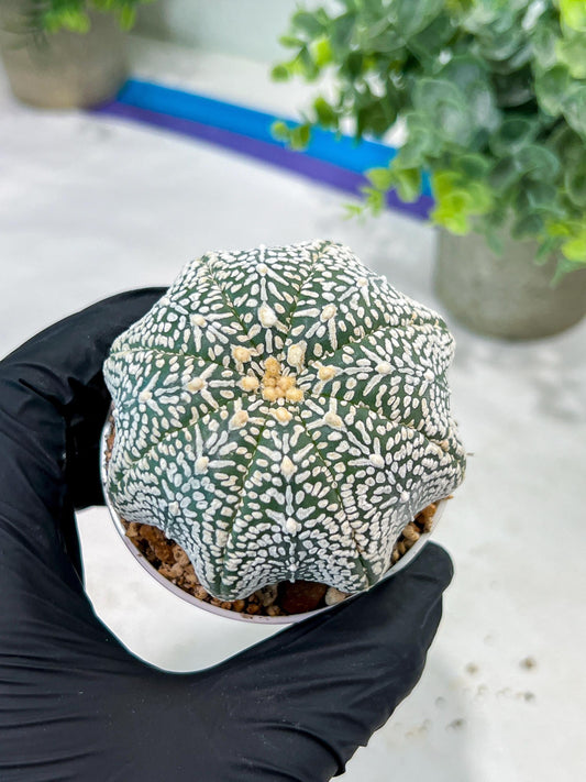 Custom Order- You'll receive the exact live plant (#T1R3) | USA Plant Seller | 3" Pot