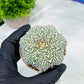 Custom Order- You'll receive the exact live plant (#T1R4) | USA Plant Seller | 3" Pot