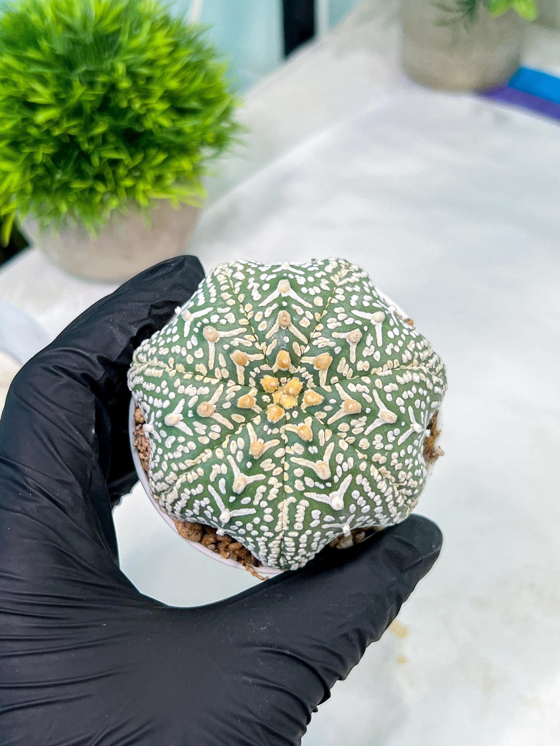 Custom Order- You'll receive the exact live plant (#T1R4) | USA Plant Seller | 3" Pot
