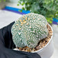 Custom Order- You'll receive the exact live plant (#T1R4) | USA Plant Seller | 3" Pot