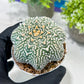 Custom Order- You'll receive the exact live plant (#T1R4) | USA Plant Seller | 3" Pot