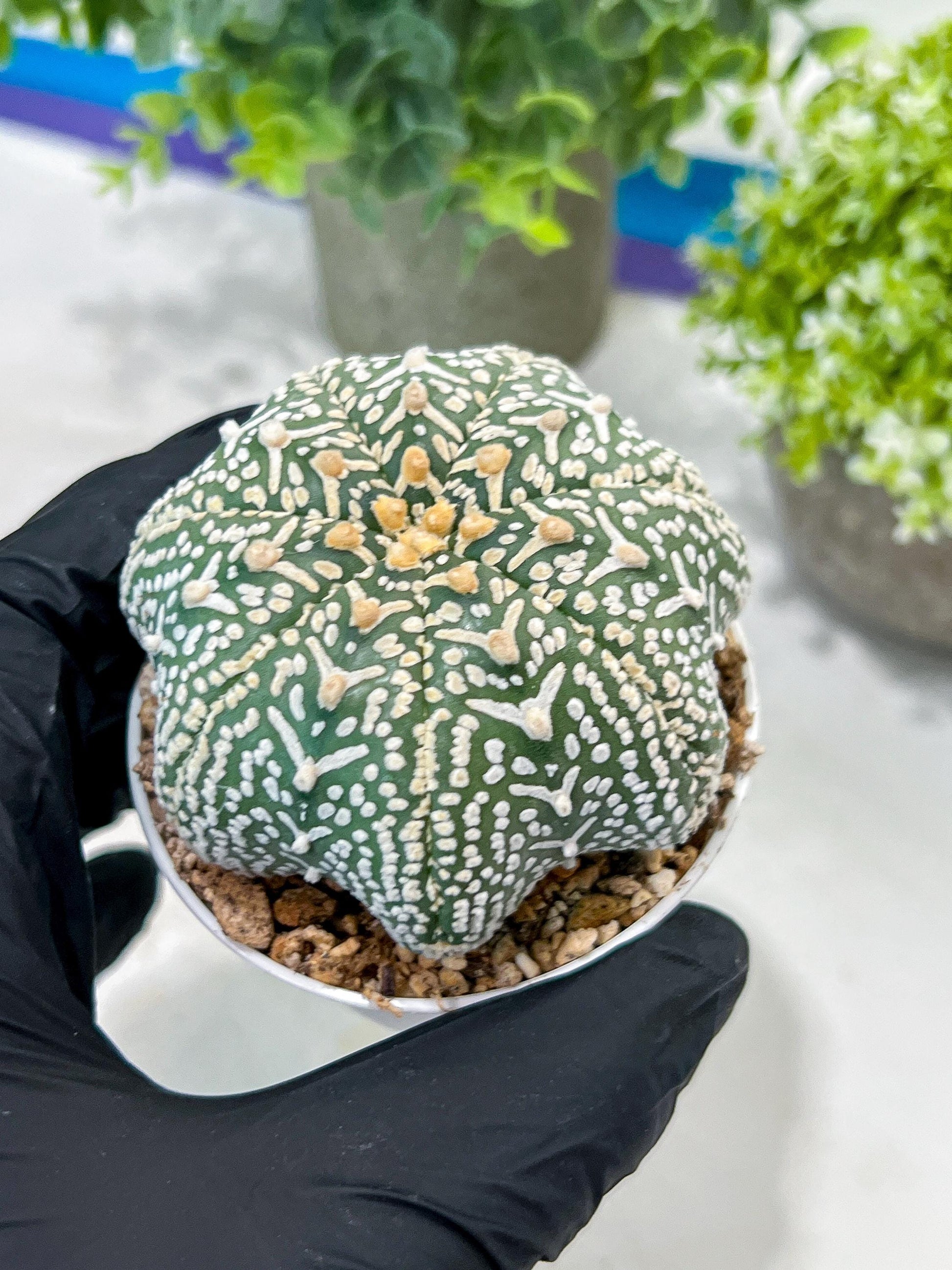 Custom Order- You'll receive the exact live plant (#T1R4) | USA Plant Seller | 3" Pot