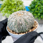 Custom Order- You'll receive the exact live plant (#T1R5) | USA Plant Seller | 3" Pot