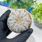 Custom Order- You'll receive the exact live plant (#T1R5) | USA Plant Seller | 3" Pot