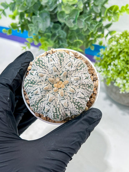 Custom Order- You'll receive the exact live plant (#T1R5) | USA Plant Seller | 3" Pot