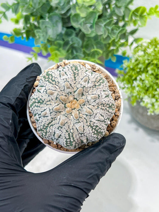 Custom Order- You'll receive the exact live plant (#T1R5) | USA Plant Seller | 3" Pot