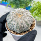 Custom Order- You'll receive the exact live plant (#T1R5) | USA Plant Seller | 3" Pot