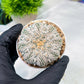 Custom Order- You'll receive the exact live plant (#T1R5) | USA Plant Seller | 3" Pot