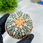 Custom Order- You'll receive the exact live plant (#T1R6) | USA Plant Seller | 3" Pot