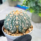 Custom Order- You'll receive the exact live plant (#T1R6) | USA Plant Seller | 3" Pot