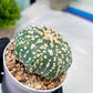 Custom Order- You'll receive the exact live plant (#T1R7) | USA Plant Seller | 3" Pot
