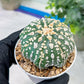Custom Order- You'll receive the exact live plant (#T1R7) | USA Plant Seller | 3" Pot