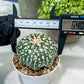 Custom Order- You'll receive the exact live plant (#T1R7) | USA Plant Seller | 3" Pot