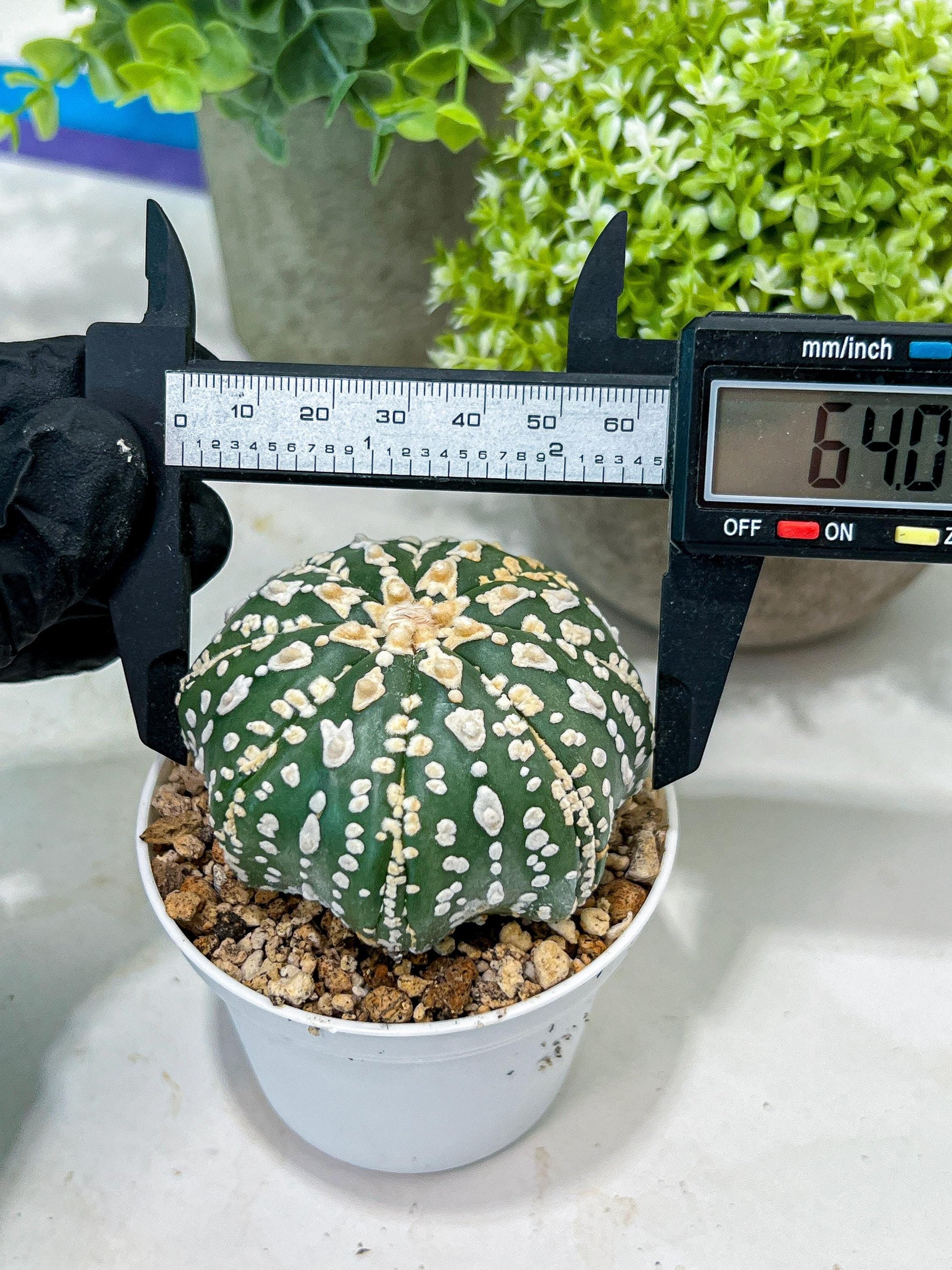 Custom Order- You'll receive the exact live plant (#T1R7) | USA Plant Seller | 3" Pot