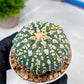 Custom Order- You'll receive the exact live plant (#T1R7) | USA Plant Seller | 3" Pot