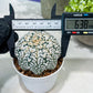 Custom Order- You'll receive the exact live plant (#T1P1) | USA Plant Seller | 3" Pot