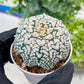 Custom Order- You'll receive the exact live plant (#T1P1) | USA Plant Seller | 3" Pot